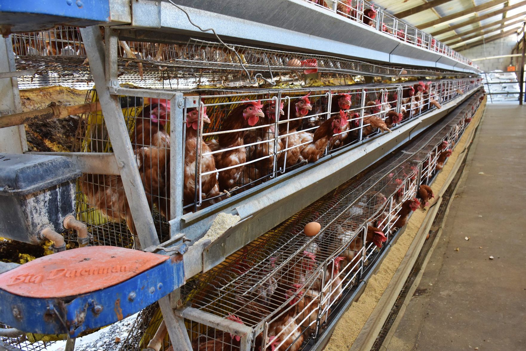 Hen houses clean